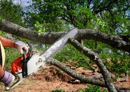 Reliable St Francis, MN Tree Services Solutions